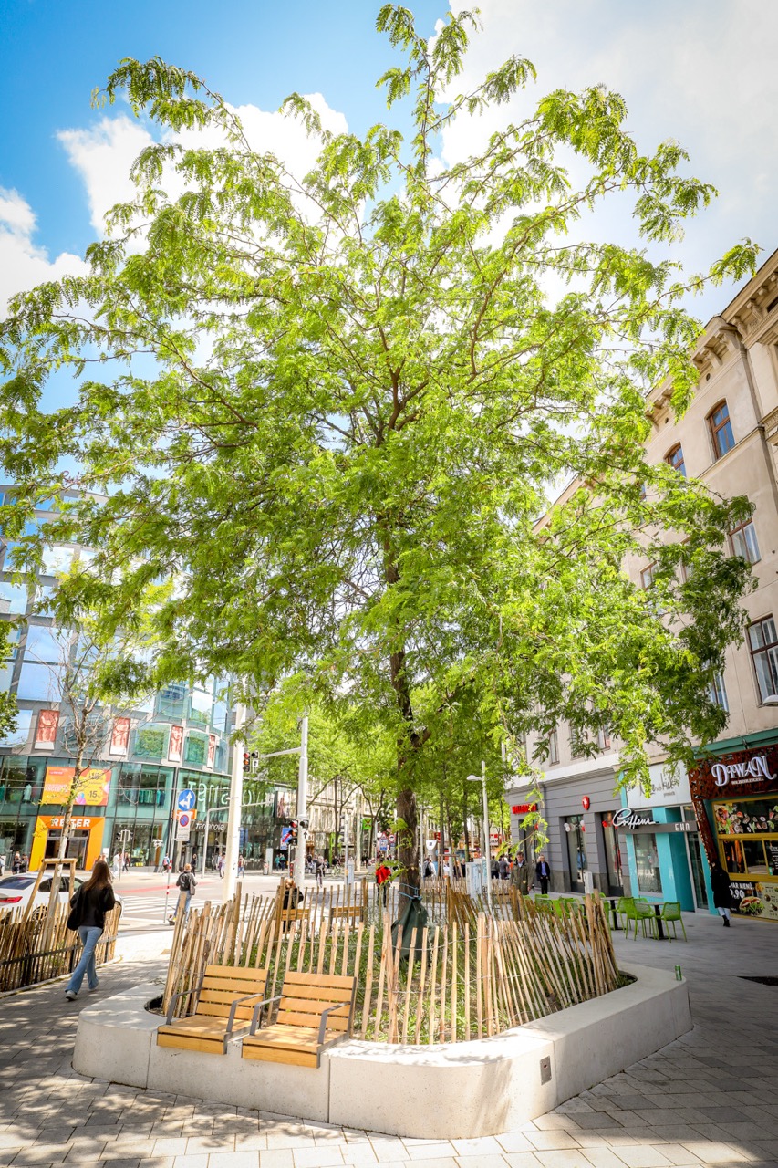 Schattenspendender Baum an Christian-Broda-Platz