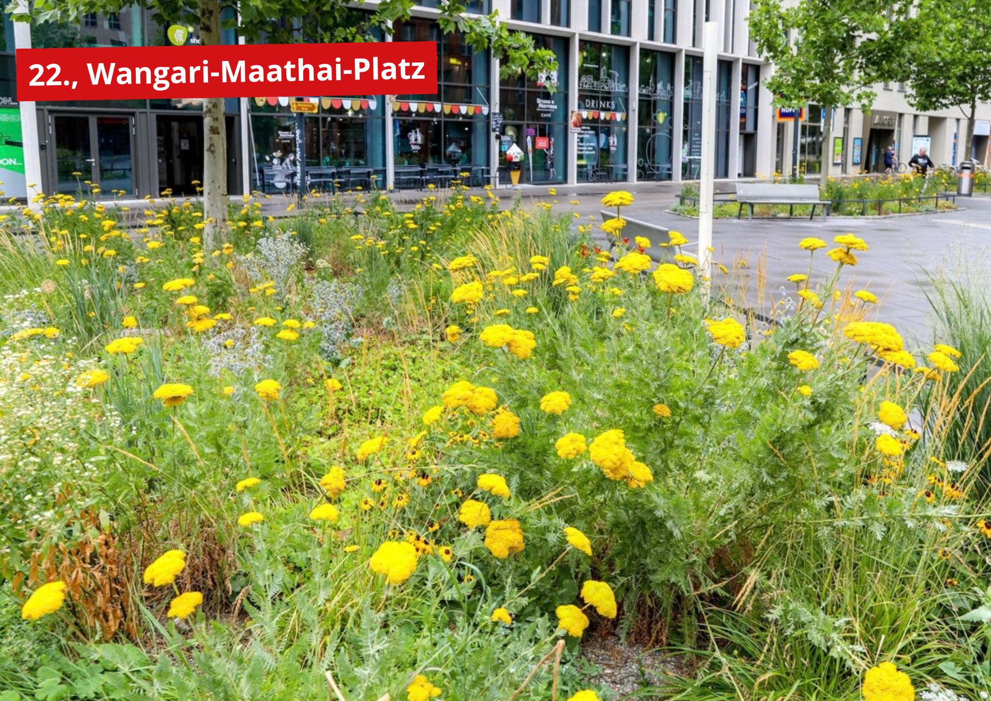 Blühendes Beet in der FuZo Seestadt Aspern